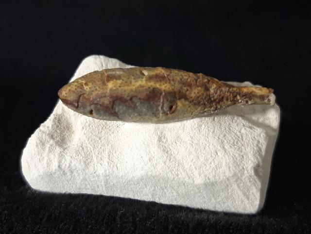 Stachel eines Tylocidaris baltica (SCHL�TER 1892) - Bild &copy; FossNet FossilienStore